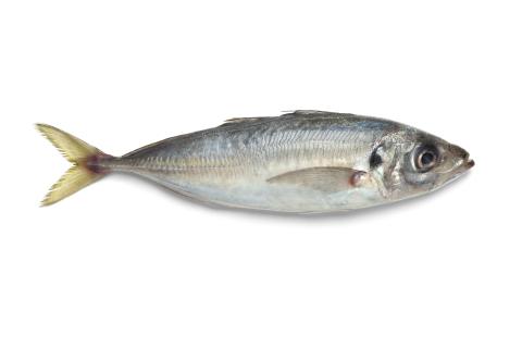 a. Mediterranean horse mackerel trotline.